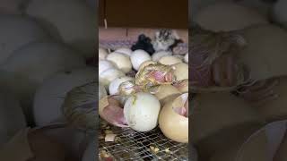 Amazing eggs hatching at homemade incubator [upl. by Gnot500]