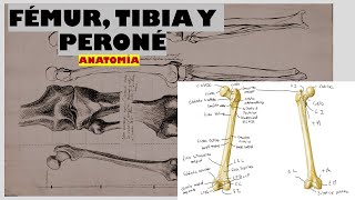 ANATOMÍA DEL FÉMUR TIBIA Y PERONÉ [upl. by Botti364]