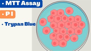 🛑 CELL VIABILITY ASSAYS  MTT Assay  Alamar Blue  Propidium Iodide  Cell TIter Glo [upl. by Ekusuy]