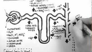 Nephron Function [upl. by Nocaj]