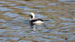 Longtailed Duck Clangula hyemalis up close and personal Burghead harbour [upl. by Radferd]