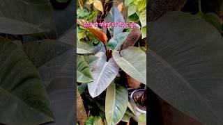 Secret of healthy leaves plants gardeningaesthetics wintercare [upl. by Cahilly]