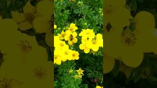 ÖlandstokGoldfinger Potentilla fruticosa💛💚amazingflowersnaturebeautygardennatureslover 💚💚💚 [upl. by Pachton36]