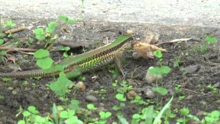 Lagartoverde Ameiva ameiva [upl. by Dierolf872]