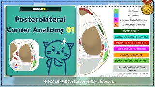 한글 Knee04 Anatomy of layers and components Posterolateral corner 01 [upl. by Torrence]