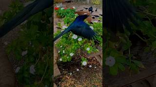 GreatTailed GrackleUnderrated birds [upl. by Thier]