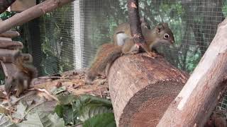 2021 Wiewiórka Hudsona Tamiasciurus hudsonicus  młode North American Red Squirrels  youngsters [upl. by Eivod]