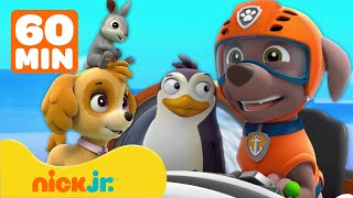 Patrulha Canina Ajuda os Animais da Baía da Aventura  1 Hora  Nick Jr em Português [upl. by Hcirdla]