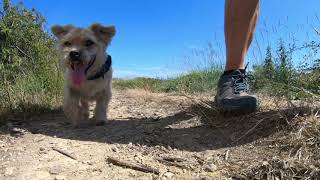 walking the dog Pagham Harbour [upl. by Rratsal]