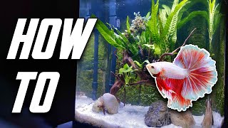 The Betta Fish Tank Guide For Everyone Set Up Equipment amp More [upl. by Mckay73]