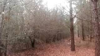 Mountain cur treeing in eastern north Carolina [upl. by Mcclenaghan]