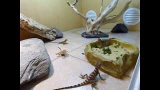 Élevages Lisard 2013 Stellagama stellio salehi CB babies eating crickets 1 [upl. by Barhos922]