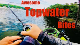 Awesome TOPWATER Action at Badin Lake NC Daiwa Steez A II Evergreen Orion The Black Rose [upl. by Herwin]