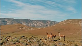 GUANACOS I Conocer para Conservar Relevamos la población de guanacos en Neuquén [upl. by Anileda841]