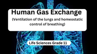 Human Gas Exchange Ventilation of the lungs and homeostatic control of breathing [upl. by Etnahs259]