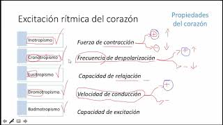 Fisiología Excitación rítmica del corazón propiedades del corazón y la influencia del SN autónomo [upl. by Enomas]