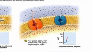 The Nerve Impulse successive action potentials traveling down an axon [upl. by Veneaux]