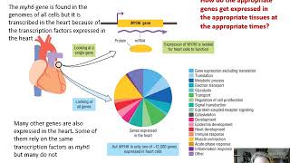 Ch 14 Networks of Gene Regulation  Part 1  Overview [upl. by Hasseman]