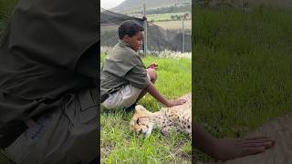 Would You Pet a Cheetah in Africa mrbeast [upl. by Onaivatco]