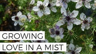 How to Grow Love in a Mist Nigella from Seed Updated Cut Flower Gardening for Beginners [upl. by Dorkus]