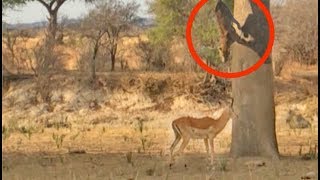 Leopard Jumps on Impala From Tree [upl. by Brelje]