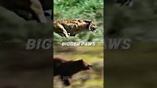 Smilodon populator VS Grizzly bear shorts whoisstrongest [upl. by Benyamin]