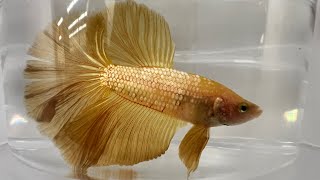 Galaxy Koi amp Delta Tail… Siamese Fighting Betta Fish… One The Beautiful Fish In The World [upl. by Aimal246]