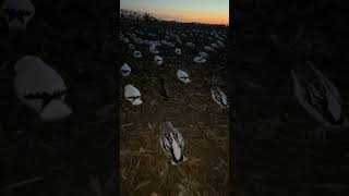 This was pretty cool 😲 hunting waterfowl waterfowler waterfowlhunting waterfowling goose [upl. by Arim]