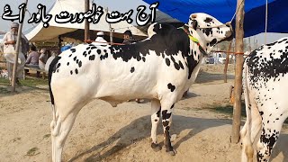 Gondal Mandi Attock Update  Animals For Qurbani Eid Ul Adha  Cattle Farming Livestock  Cows Goats [upl. by Westlund392]