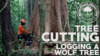 Tree Cutting amp Sustainable Forestry Practices  Logging a Wolf Tree [upl. by Vitia]