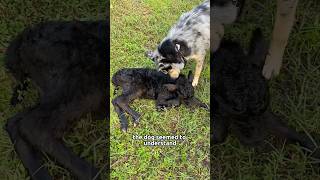 A complex relationship between a dog and a calfanimals dog calf pets [upl. by Nesyrb211]