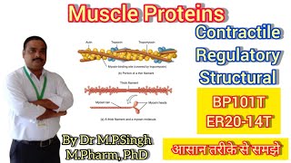 Muscle Proteins  Contractile Regulatory amp Structural  Human Anatomy amp Physiology  BP101 ER2014 [upl. by Langston]