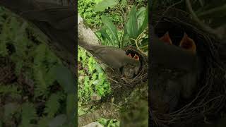 INSIDE A Birds Nest Feeding Frenzy [upl. by Glenna486]