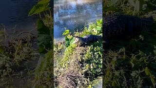 Alligator 🐊 yawns as he warms himself in the sun alligator gators nature shortsfeed [upl. by Turino]