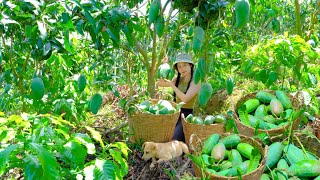 Harvesting Mangoes to Sell at the Market  Preparing Delicious Dishes From Mangoes  Dương Harvest [upl. by Ydur484]