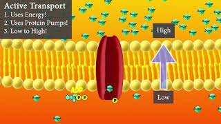 Active Transport Short and Sweet Version [upl. by Huntley]