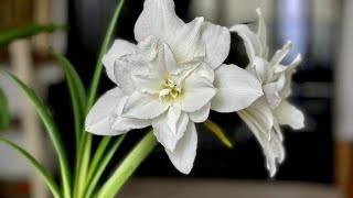 Amaryllis  Hippeastrum Amaryllis Care SemiHydroponic Growing for Beginners [upl. by Boyt]