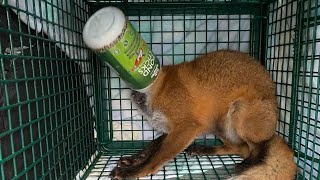 Fox Rescued After Head Stuck in Container🦊 [upl. by Ploss]