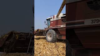 leverda Fiatagri 3790 corn harvesting [upl. by Platus565]