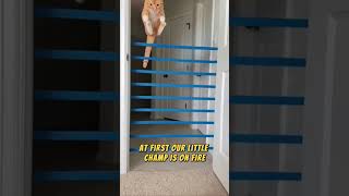 Cat vs Obstacle Course 🐱 Can He Beat the Challenge [upl. by Glasgo734]