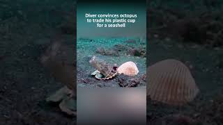 Diver convinces octopus to trade his plastic cup for a seashell [upl. by Ramel]