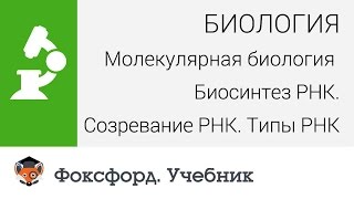 Биология Биосинтез РНК Созревание РНК Типы РНК Центр онлайнобучения «Фоксфорд» [upl. by Lyret]