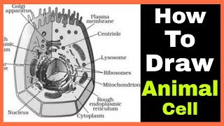 How to draw Animal cell step by step tutorial for beginners  Smart Biology Booster [upl. by Anilat]