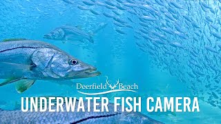 Underwater Camera  Deerfield Beach Florida [upl. by Pate195]