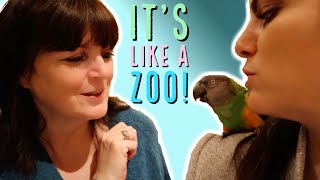 MY SISTER REACTS TO MY PARENTS ARRIVAL  MY PARENTS REACT TO THE SENEGALS  PARROT STORY PART 2 [upl. by Ideih335]