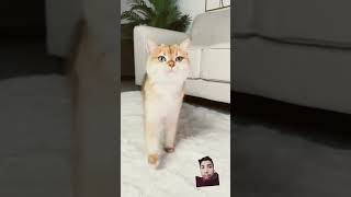 My Cat Is Very Cute cat pets funny funnycats shorts [upl. by Thaddaus]