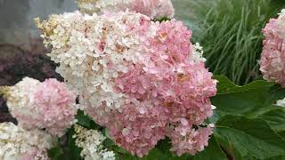 Hortensja bukietowa hydrangea paniculata Vanille Fraise Renhy [upl. by Uriah376]