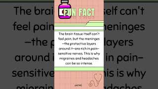 🤕 Where Brain Pain Begins—Do You Know the Spot mededtrivia brainteasers brainfacts smarttrivia [upl. by Nallek215]