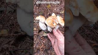 Magic Boletus CepPorcino September 30th shorts new nature forest trending viralshort pilze [upl. by Yraillih973]