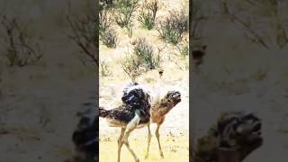 Ostrich crazy dance 🤣  ostrichsounds ostrichshorts ostrichattacks trending [upl. by Nylasej141]